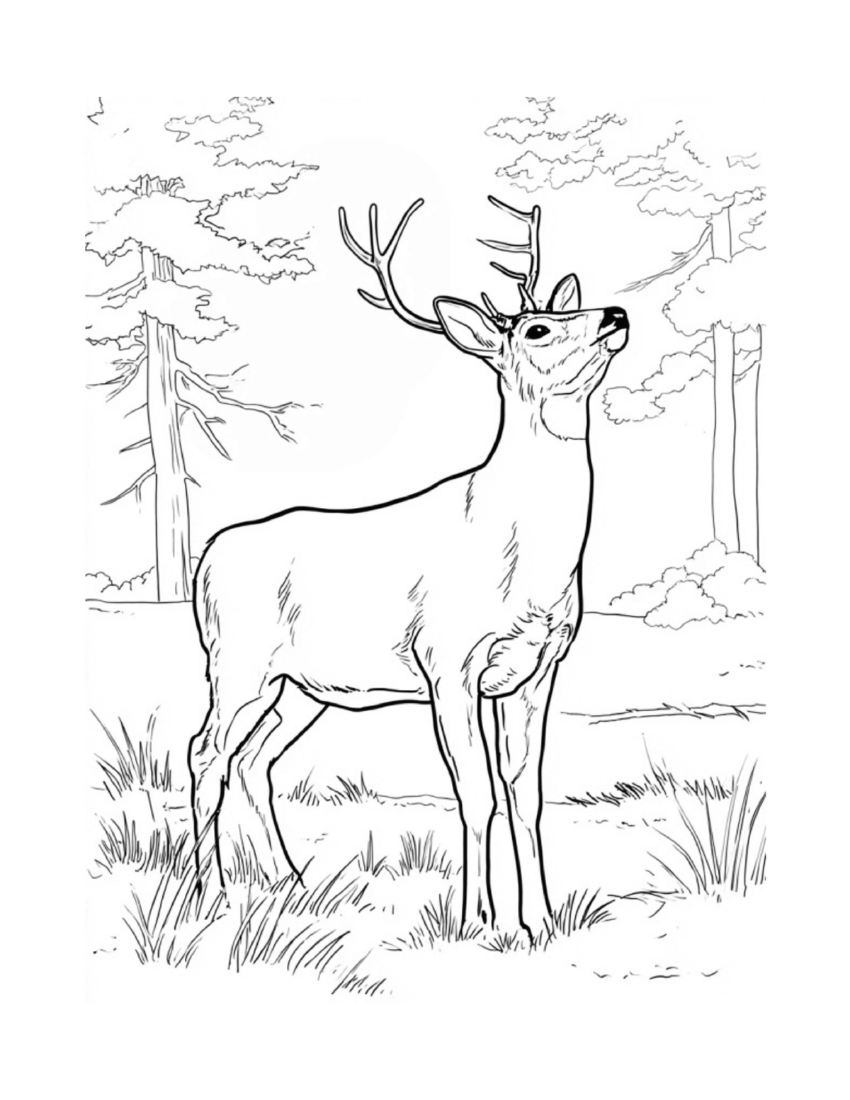 White-tailed deer standing in a quiet forest clearing, black-and-white coloring page from Relaxing Woodland Animals to Color
