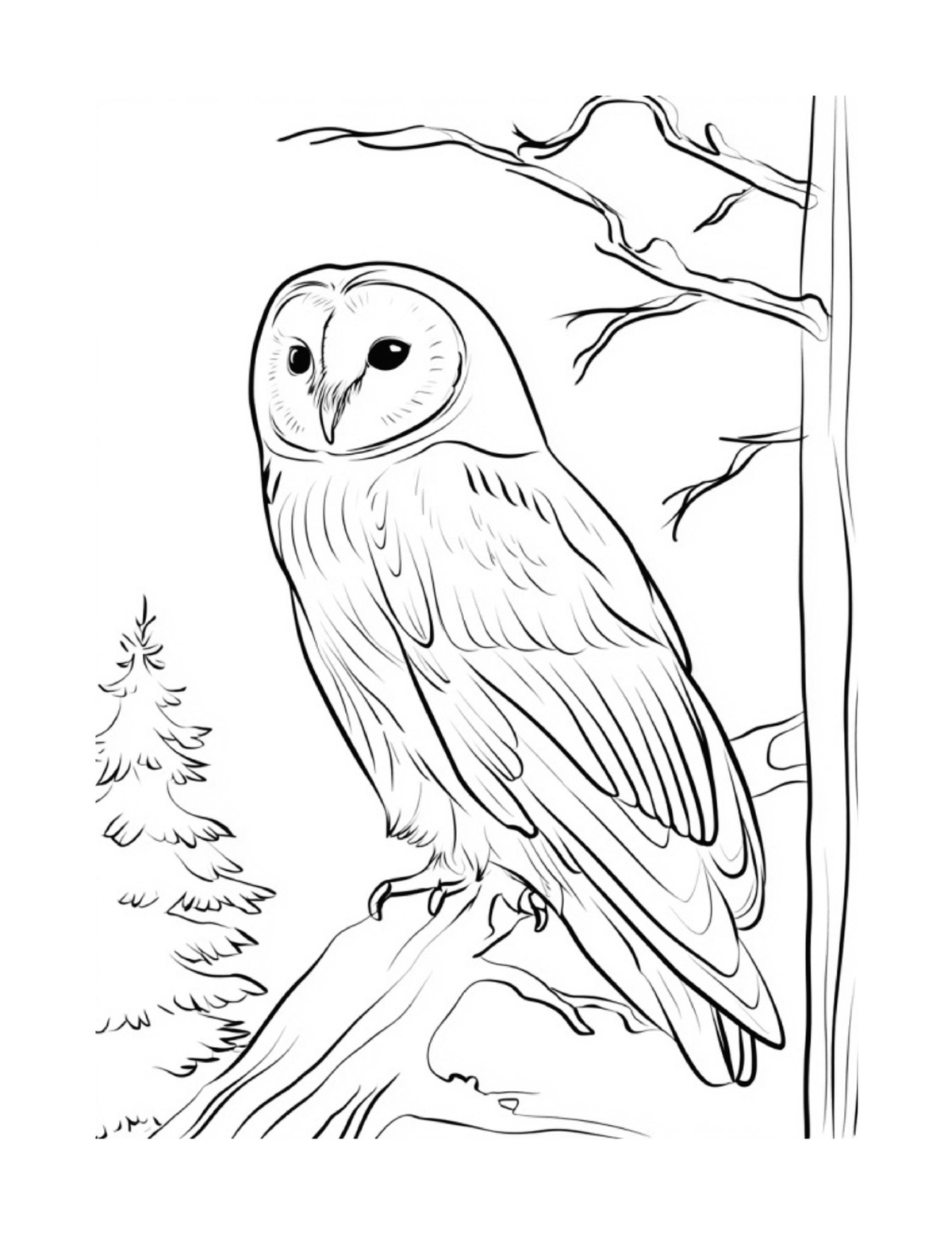 Barn owl perched on a branch in the woodland, black-and-white coloring page from Relaxing Woodland Animals to Color